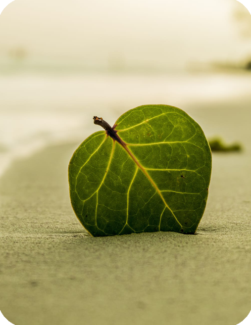 Orar con los sentidos